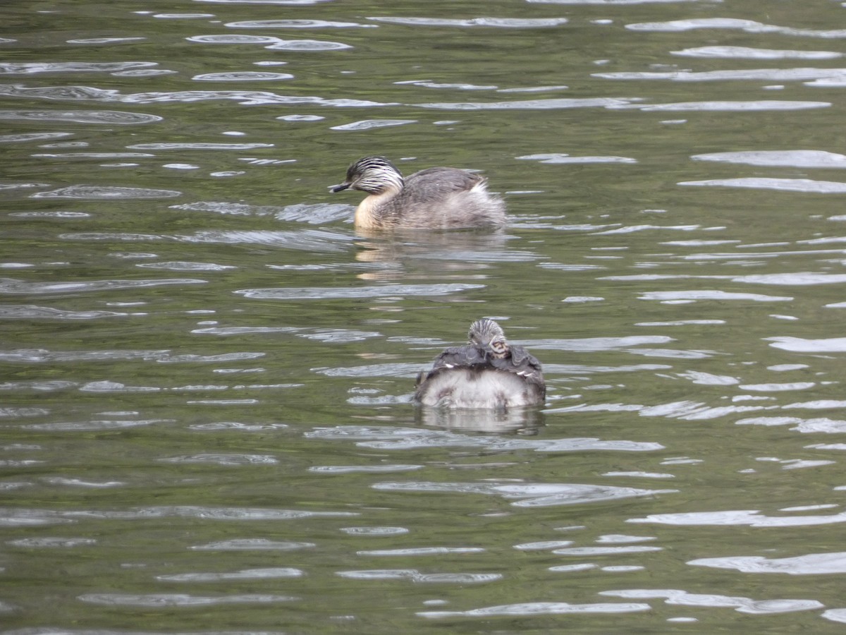 Hoary-headed Grebe - ML643335174