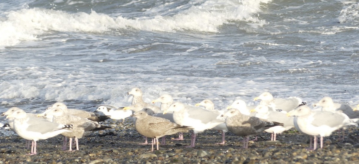 Black-legged Kittiwake - ML643335190