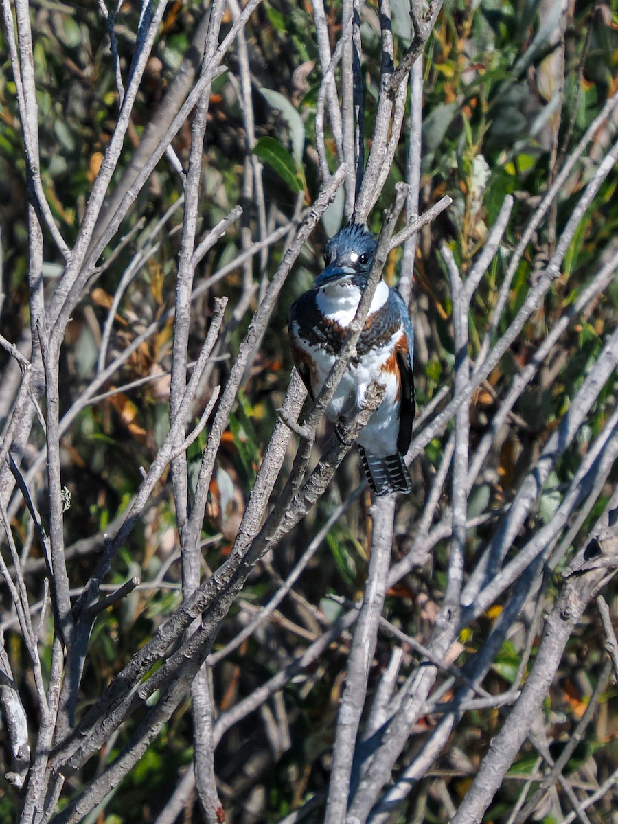 Belted Kingfisher - ML643335205