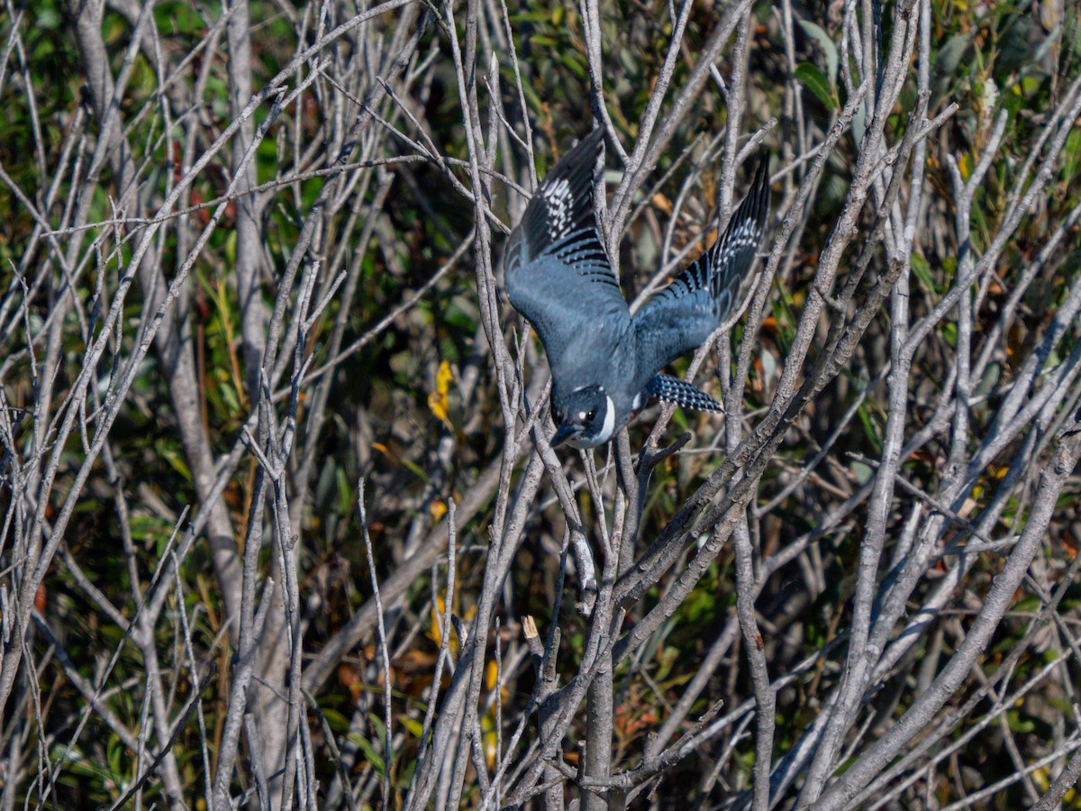 Belted Kingfisher - ML643335206