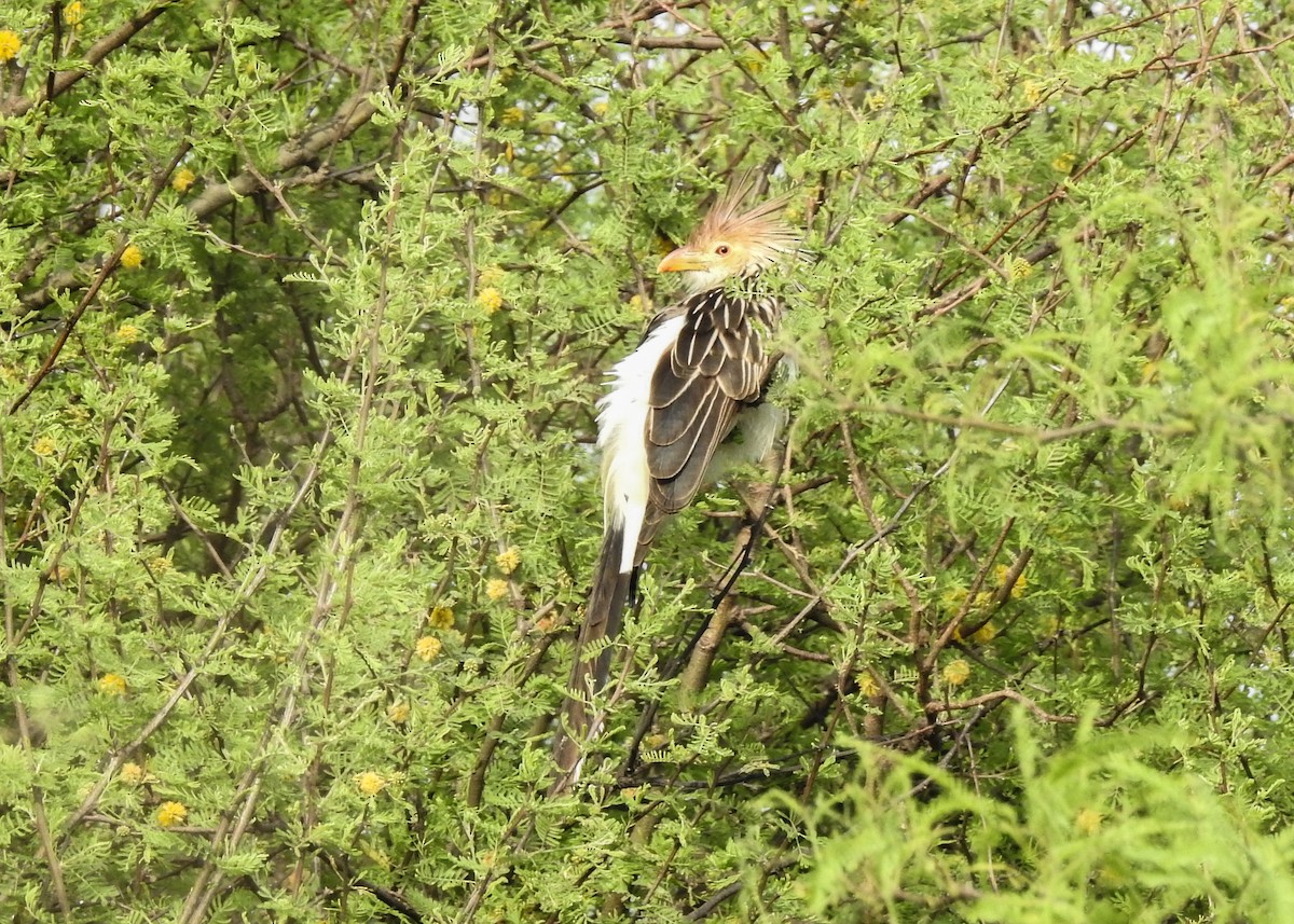 Guira Cuckoo - ML643335213