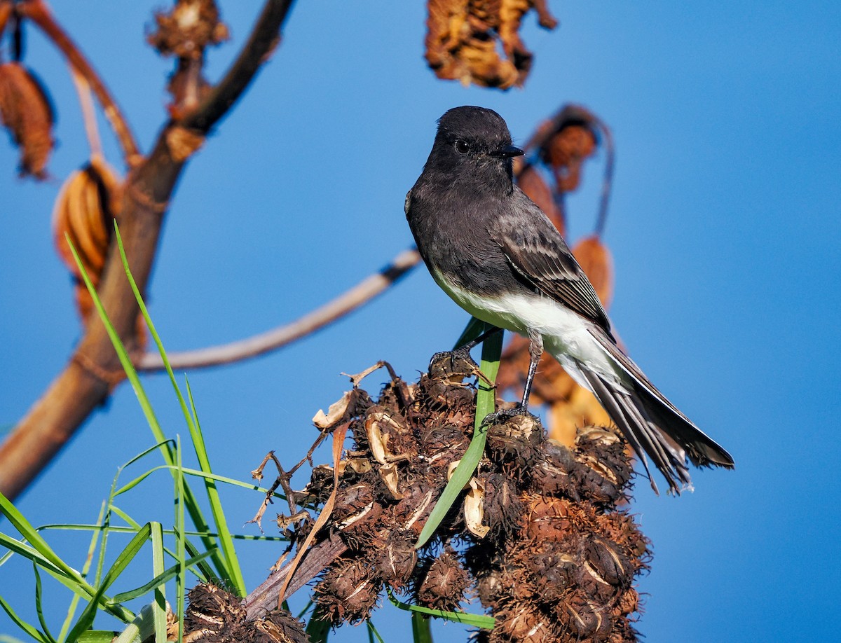 Black Phoebe - ML643335224