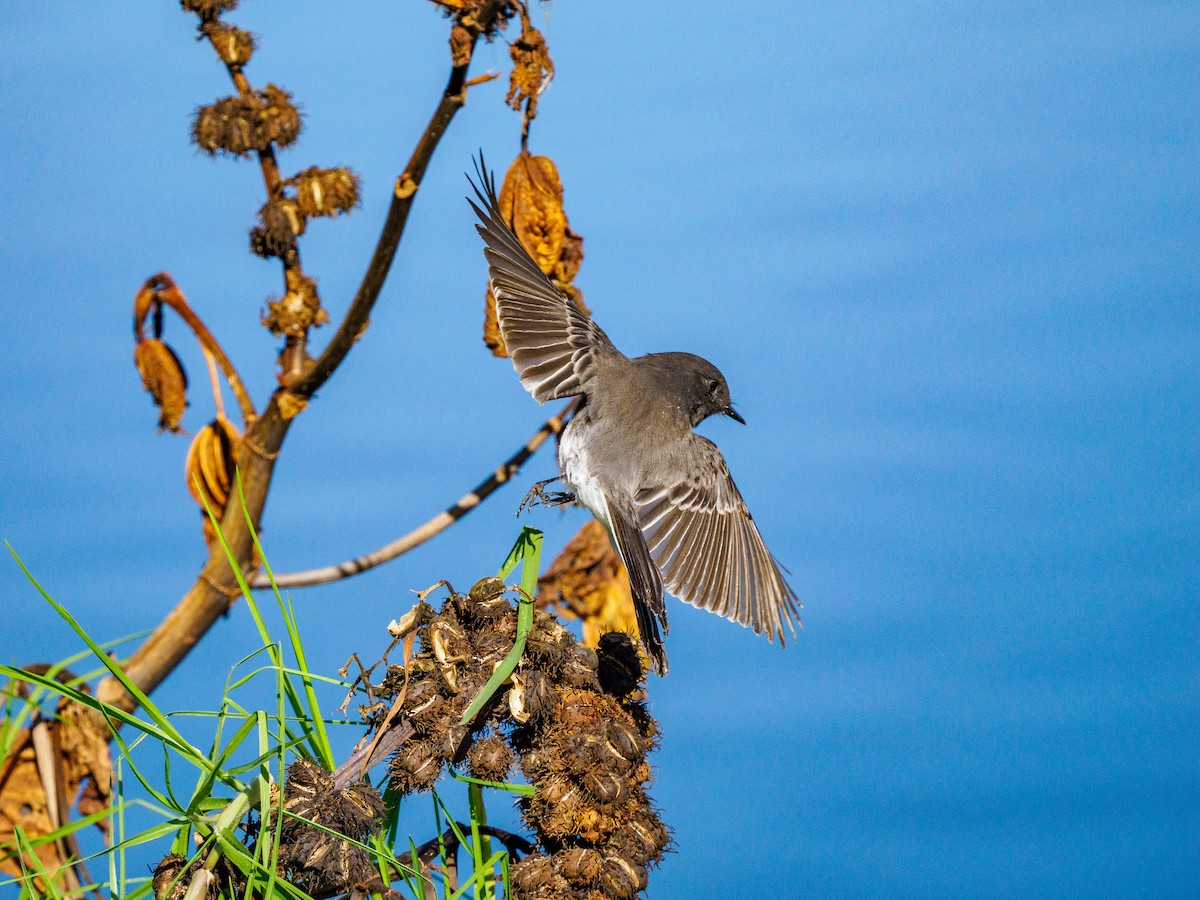 Black Phoebe - ML643335225