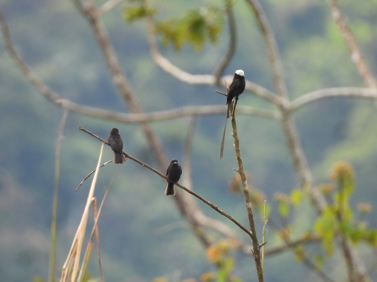 Long-tailed Tyrant - ML643335231