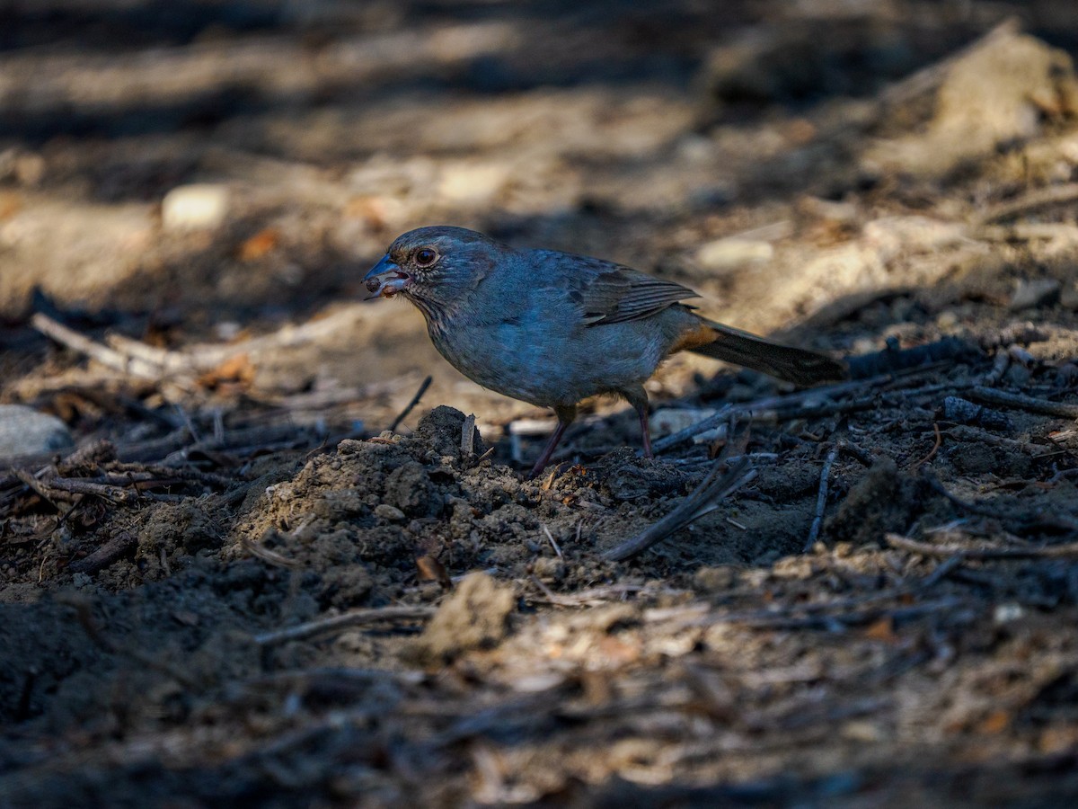 California Towhee - ML643335232