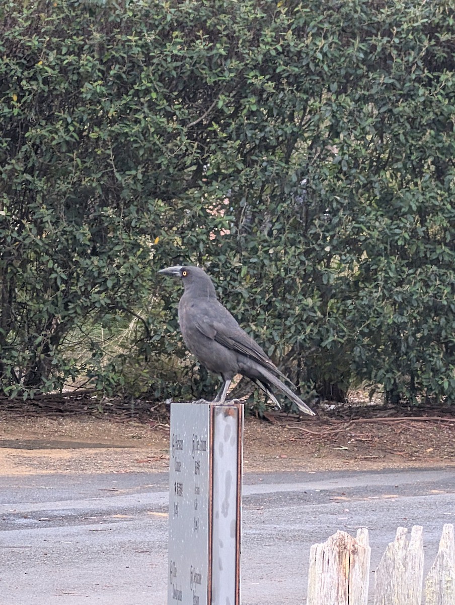 Black Currawong - ML643335252