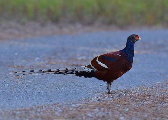 Mrs. Hume's Pheasant - ML643335253