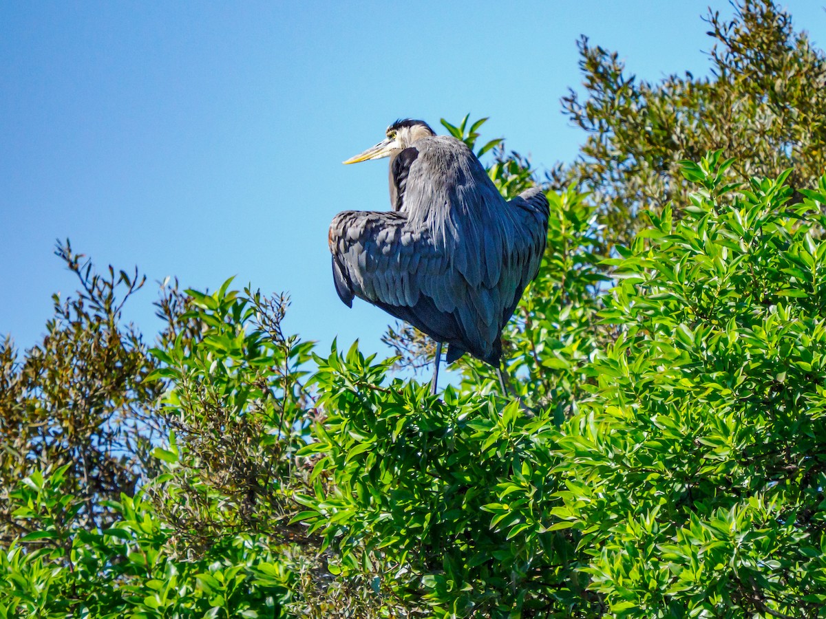 Great Blue Heron - ML643335262