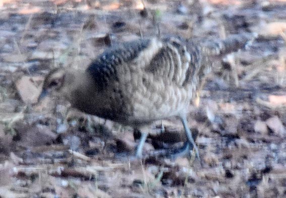 Mrs. Hume's Pheasant - ML643335269