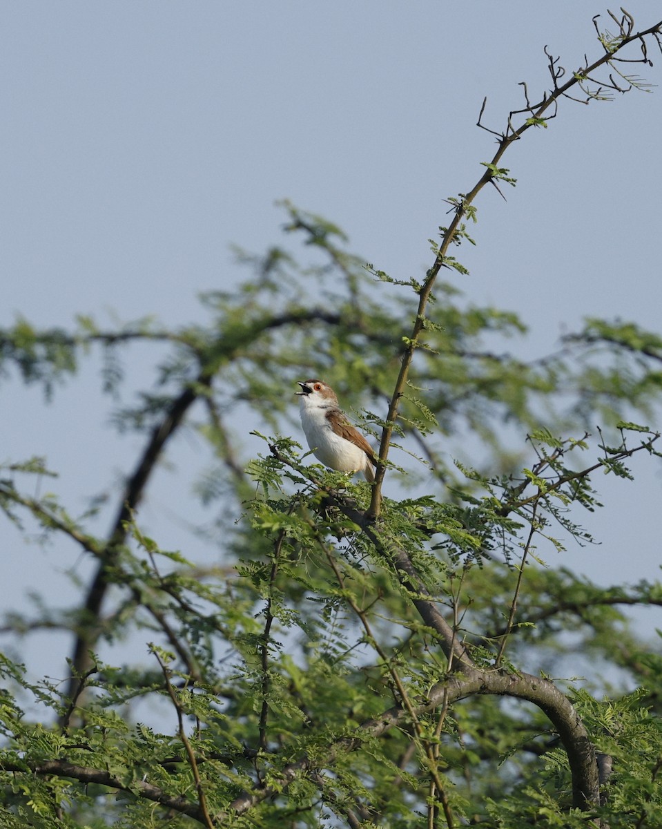 Yellow-eyed Babbler - ML643335275