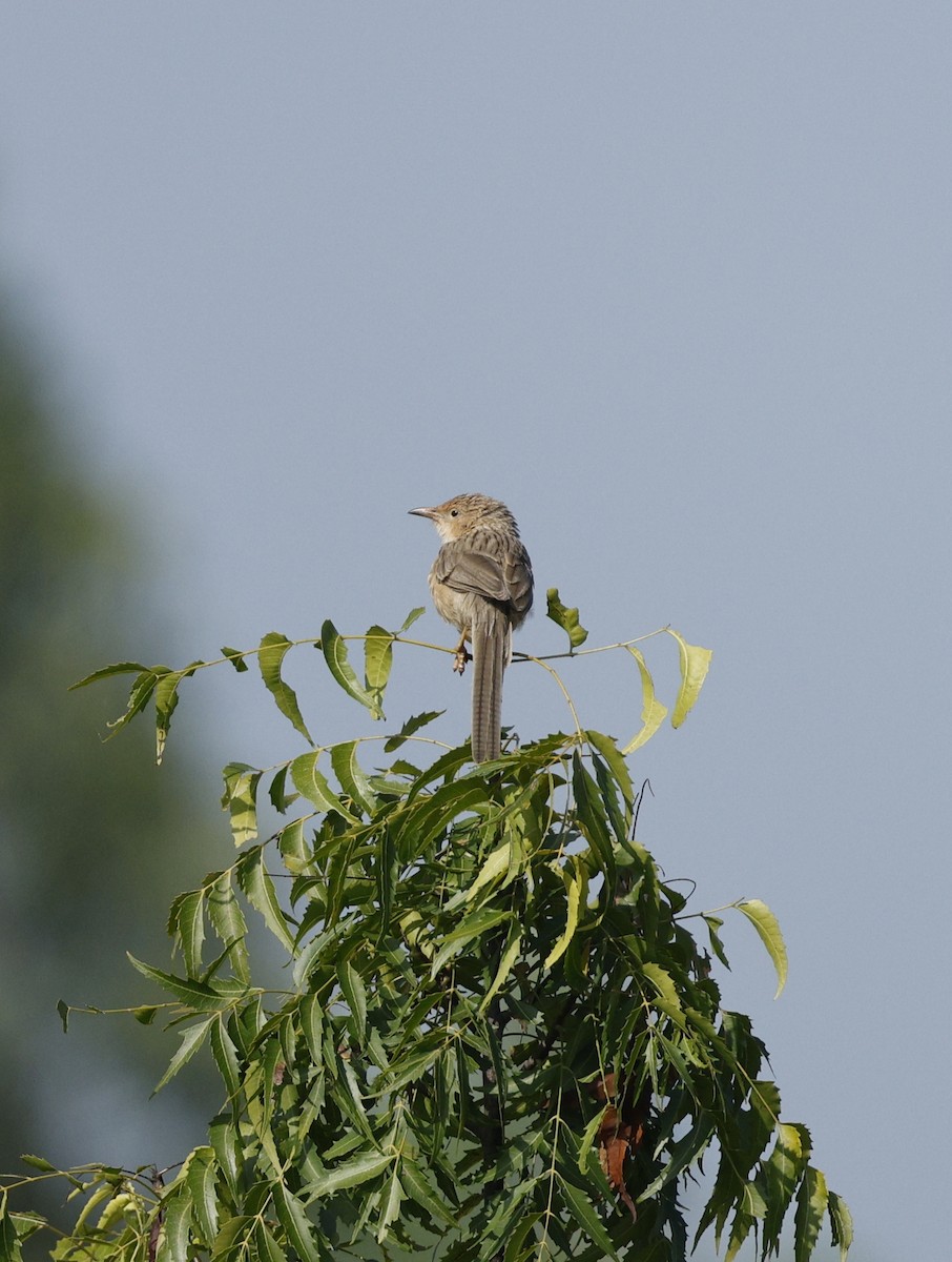 Common Babbler - ML643335283