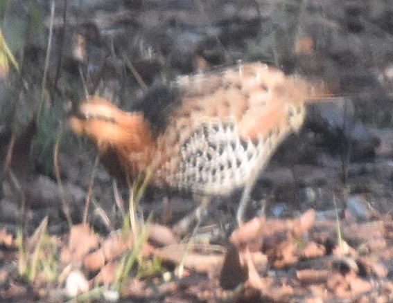 Mountain Bamboo-Partridge - ML643335284