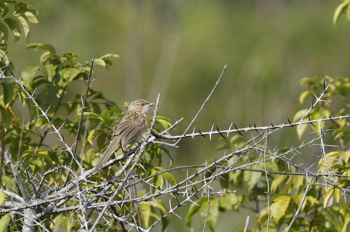 Common Babbler - ML643335285