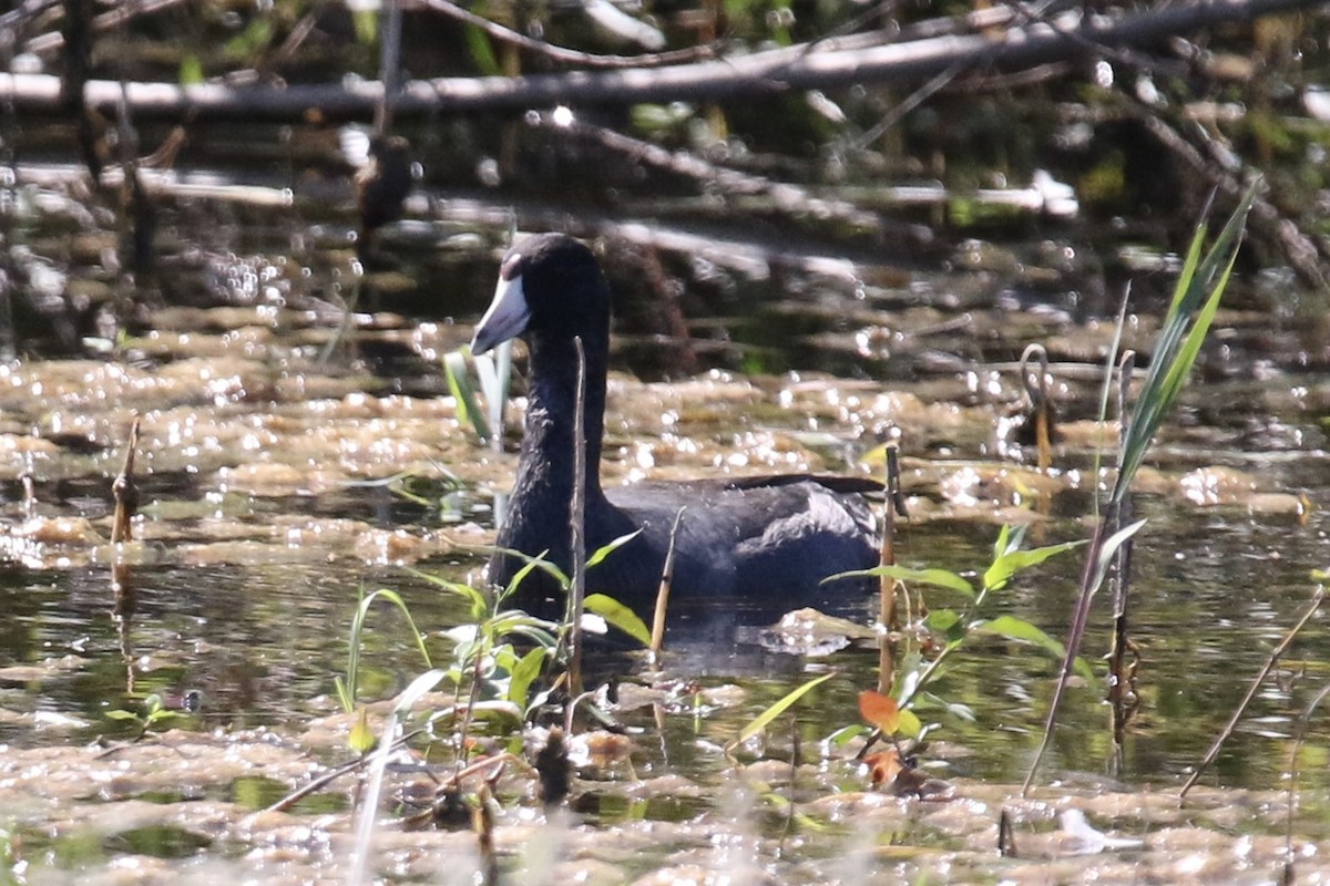 American Coot - ML643335289