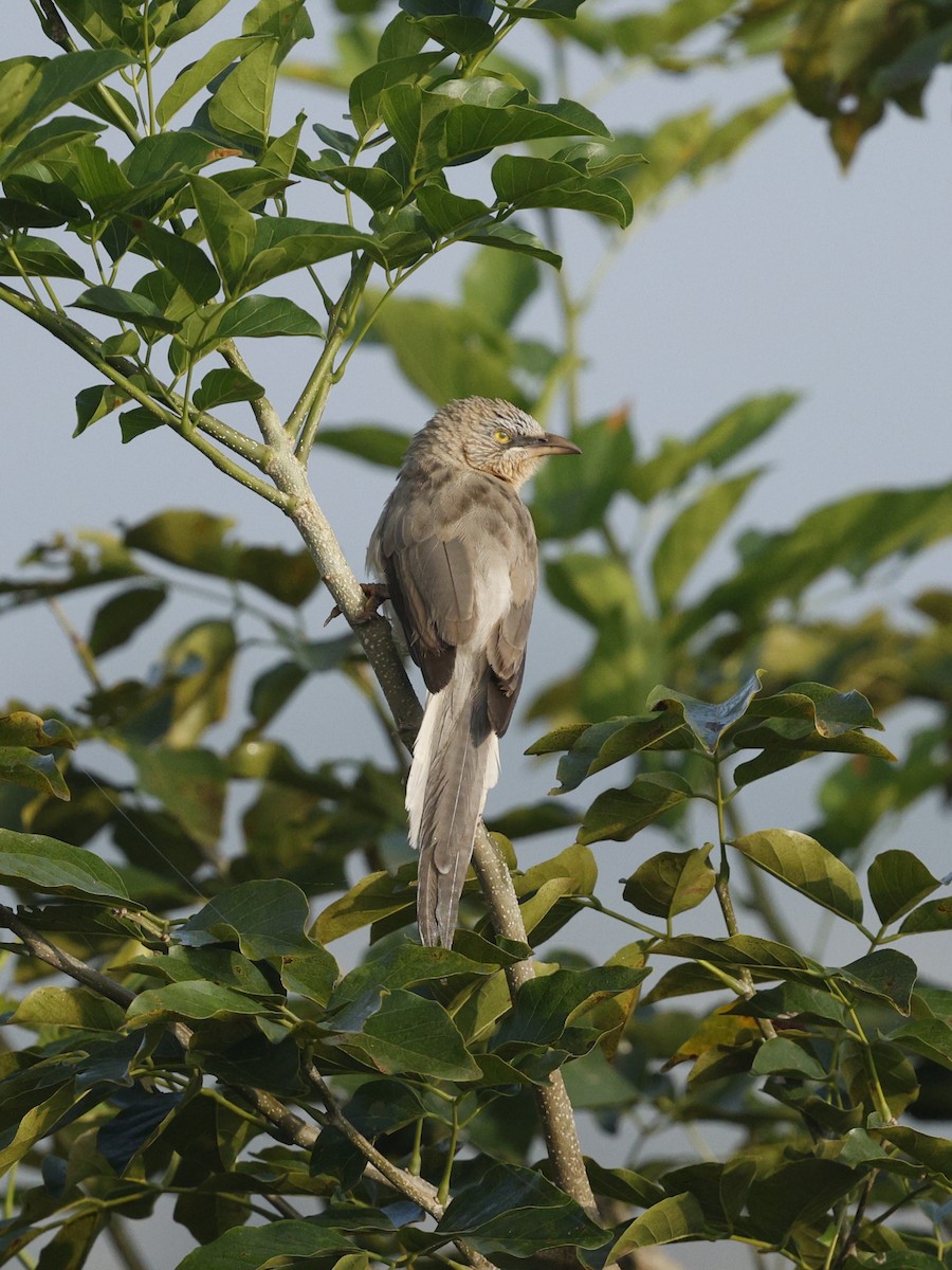 Large Gray Babbler - ML643335296