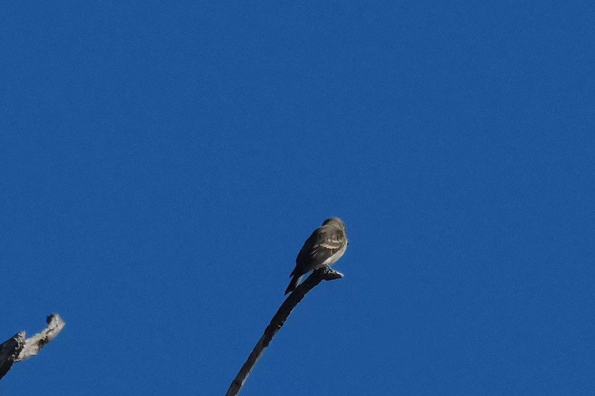 Western Wood-Pewee - ML643335299
