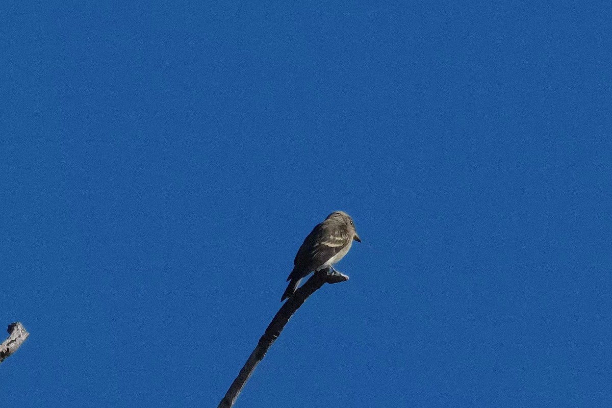 Western Wood-Pewee - ML643335300