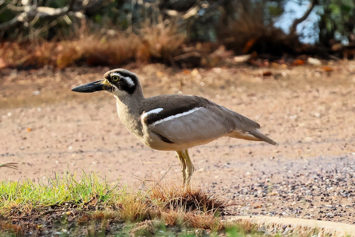 kysttriel - ML643335302