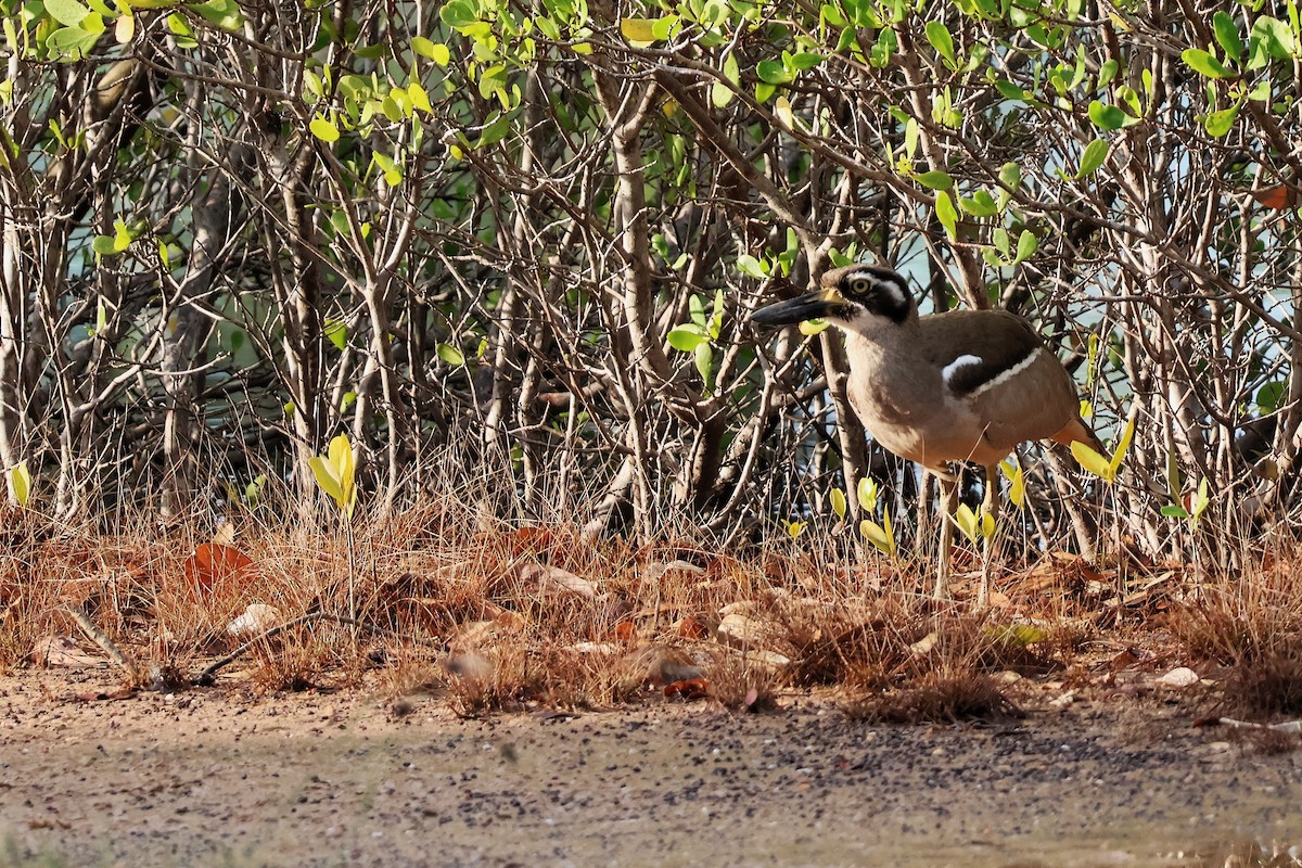 kysttriel - ML643335304