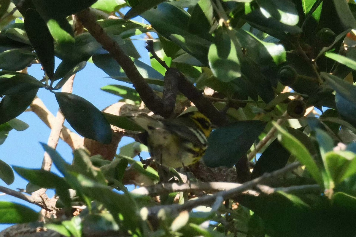 Townsend's Warbler - ML643335309