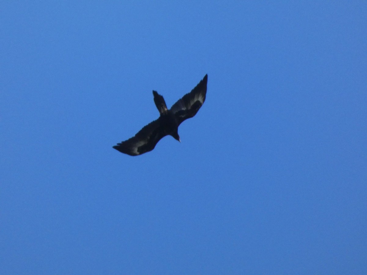 Wedge-tailed Eagle - ML643335310