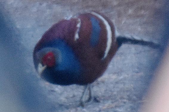 Mrs. Hume's Pheasant - ML643335312
