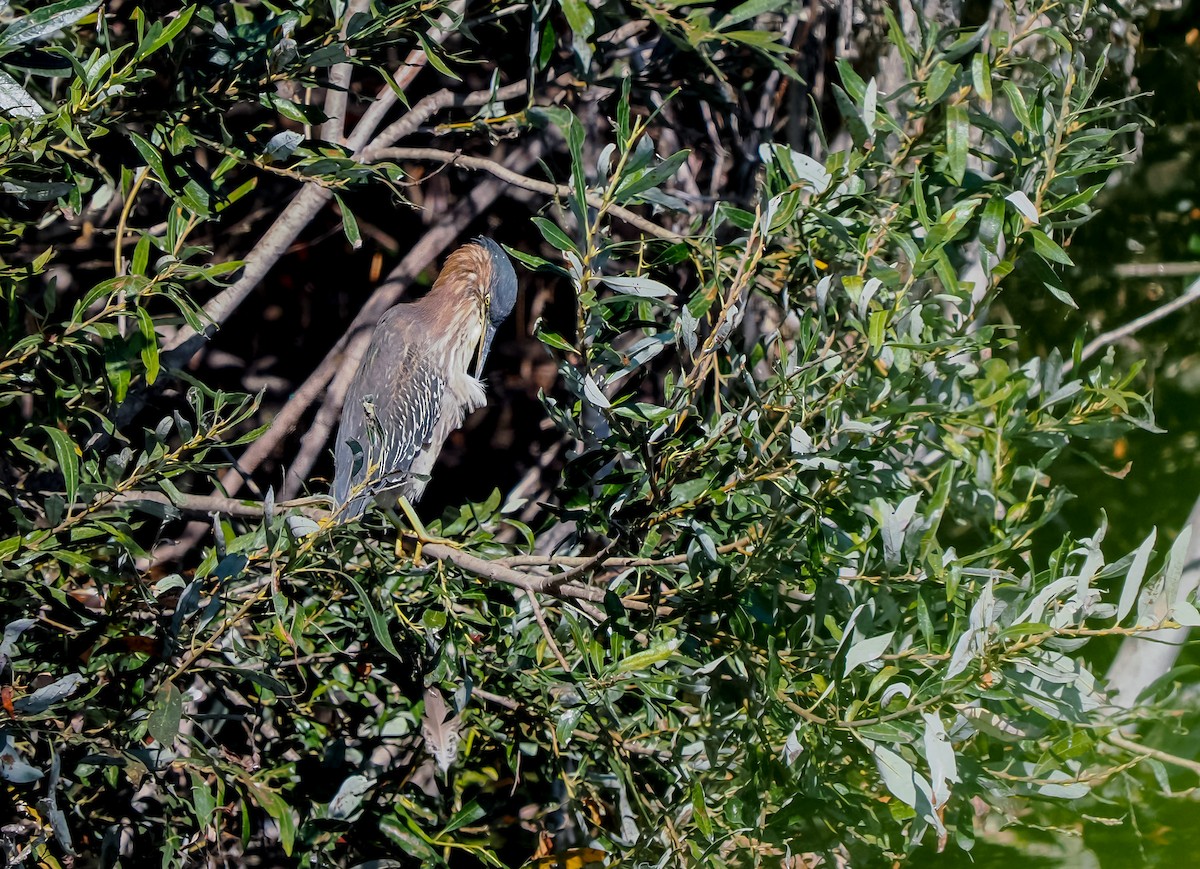 Green Heron - ML643335313