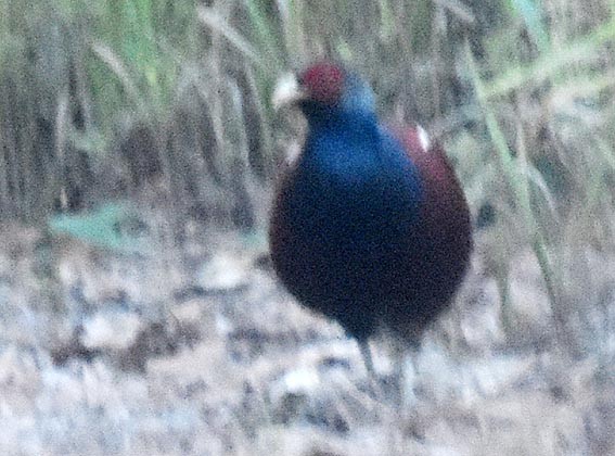 Mrs. Hume's Pheasant - ML643335316