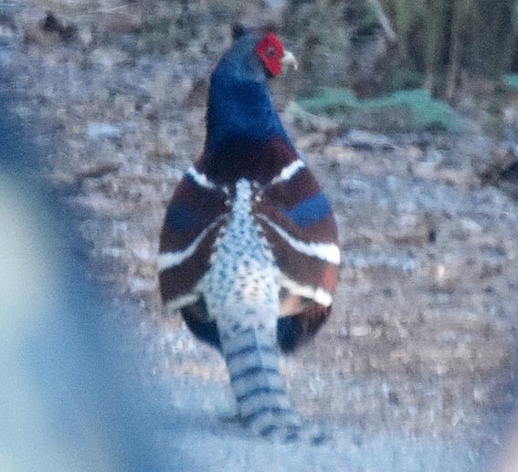 Mrs. Hume's Pheasant - ML643335324