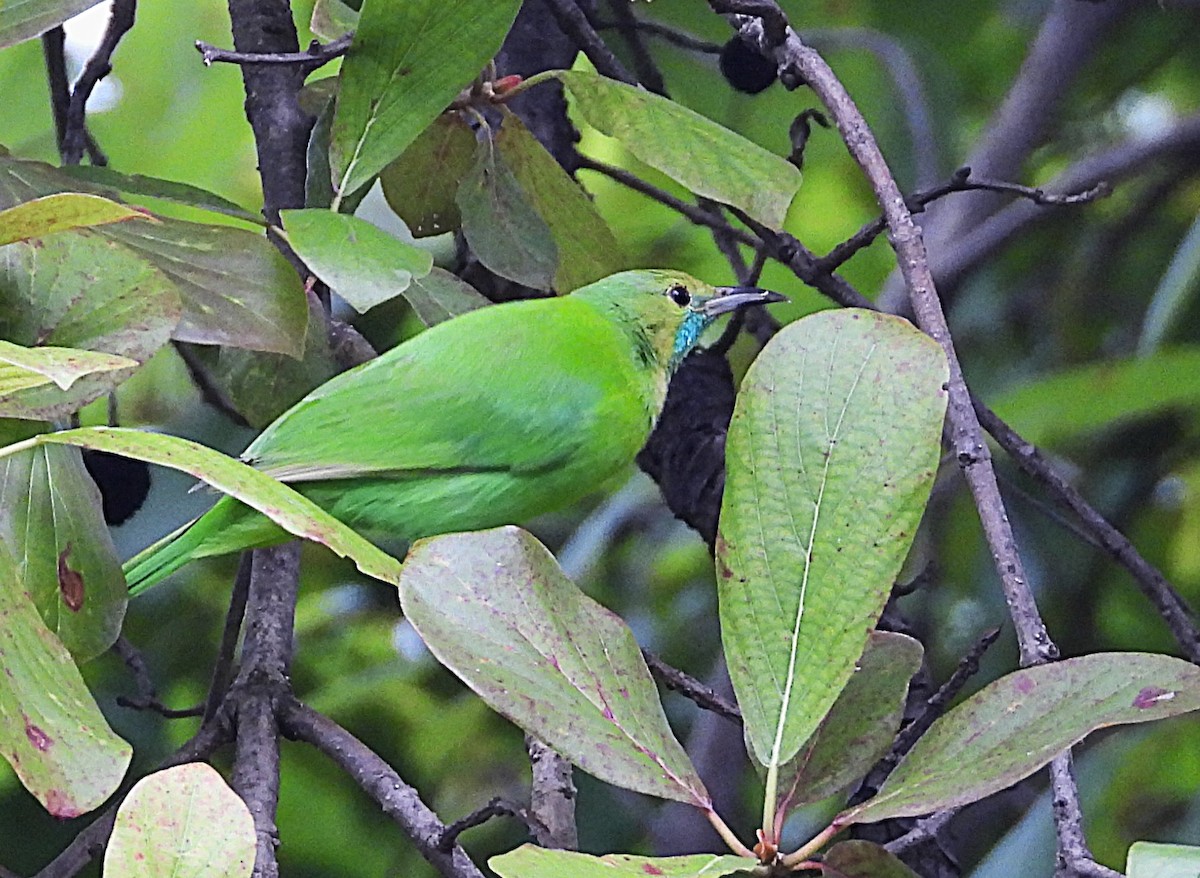 Jerdon's Leafbird - ML643335325