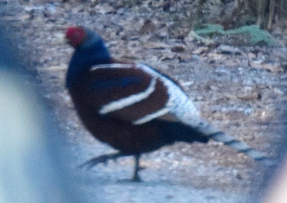 Mrs. Hume's Pheasant - ML643335327