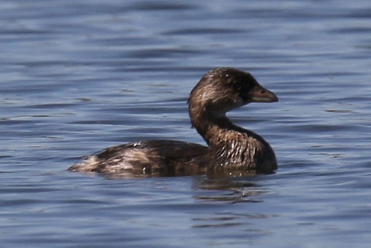 Pied-billed Grebe - ML643335330