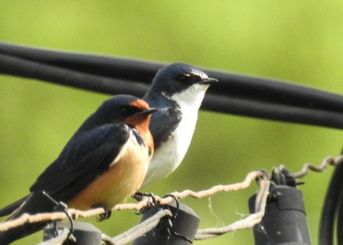 Barn Swallow - ML643335332