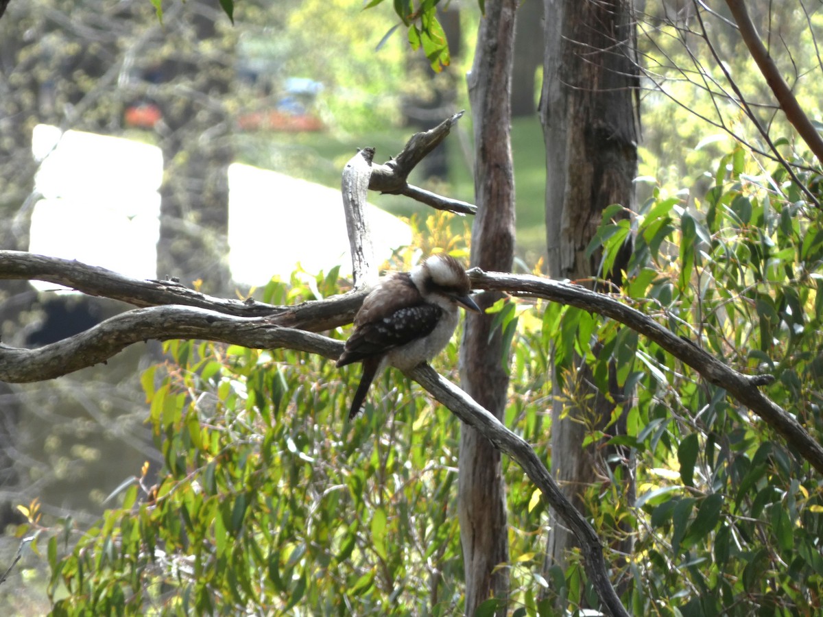 Laughing Kookaburra - ML643335333