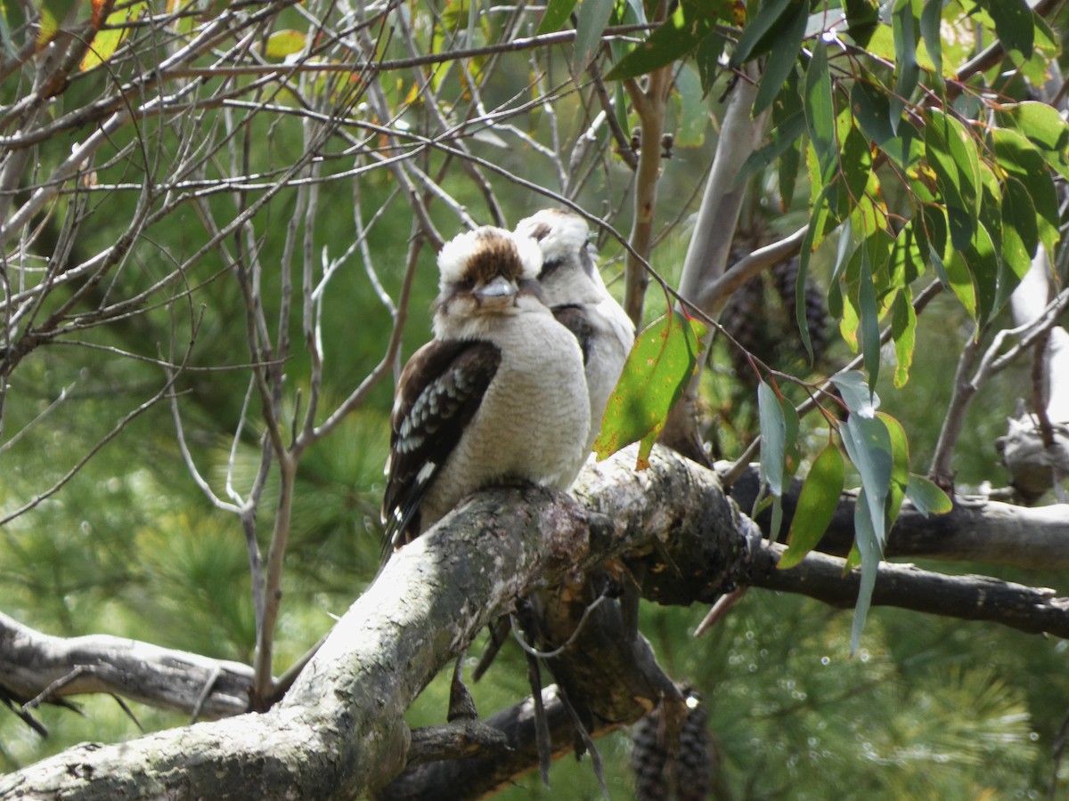 Laughing Kookaburra - ML643335335
