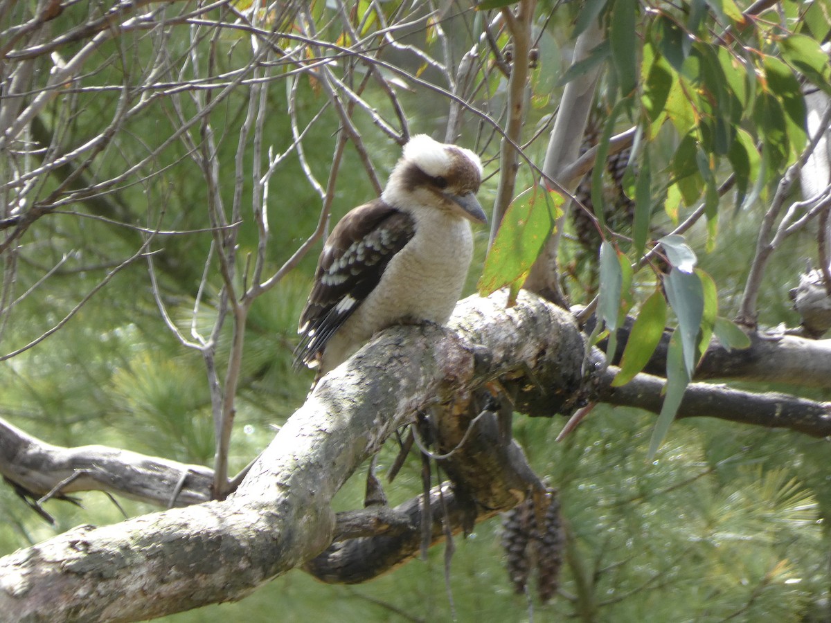 Laughing Kookaburra - ML643335337