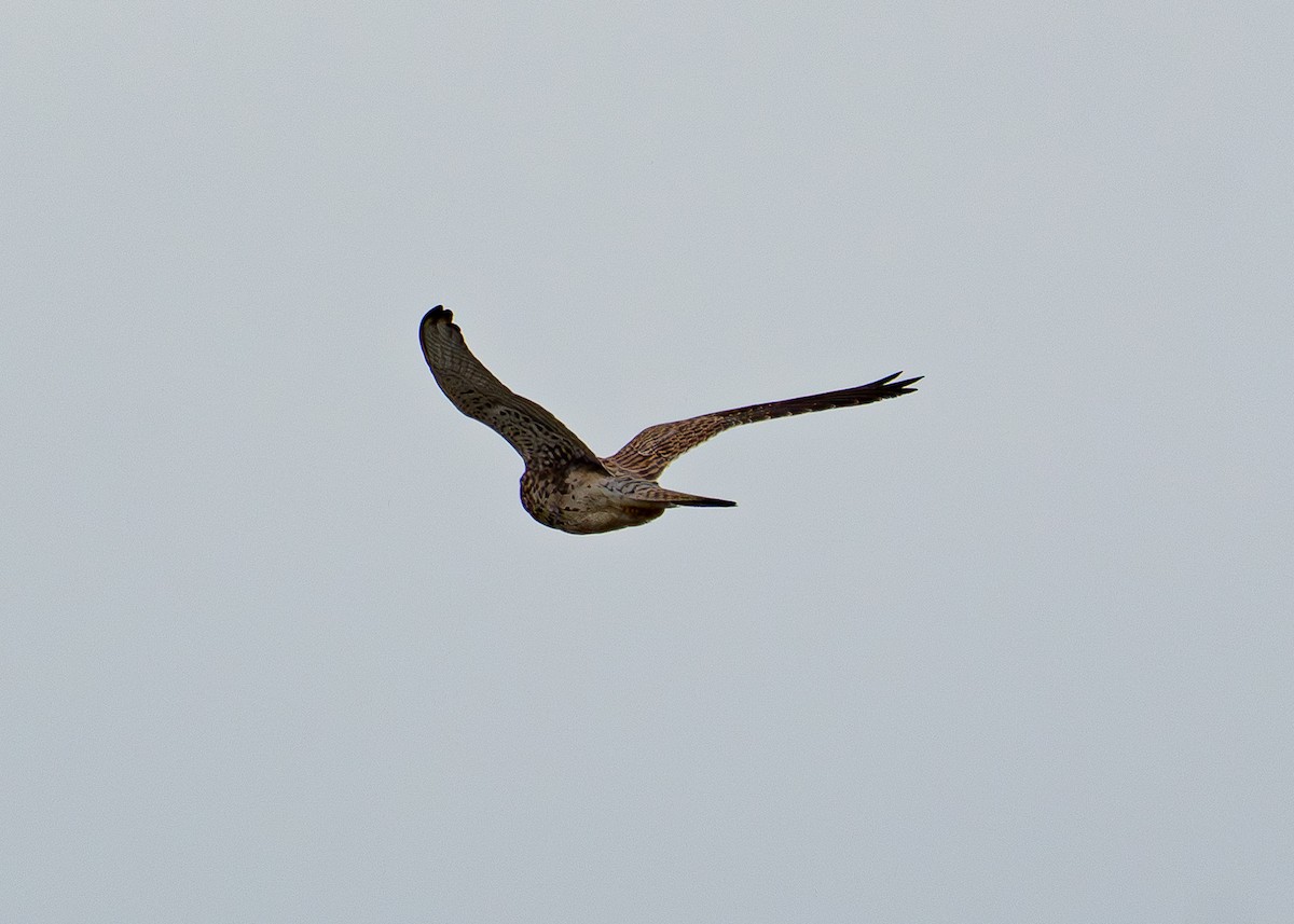 Eurasian Kestrel - ML643335338