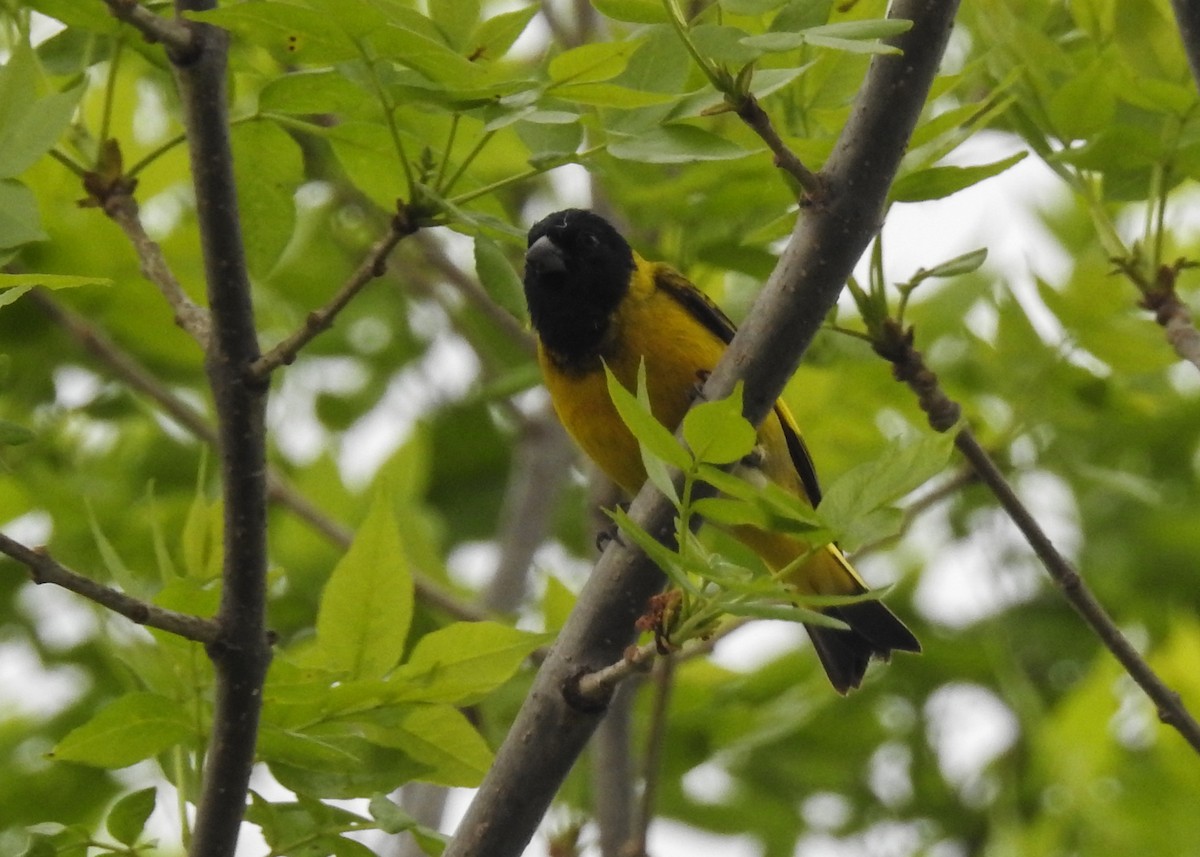 Hooded Siskin - ML643335339