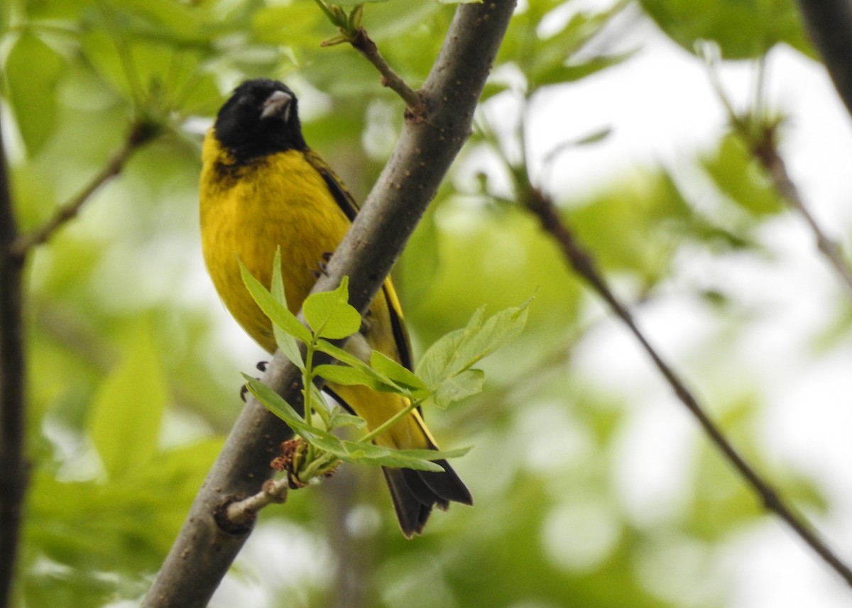 Hooded Siskin - ML643335340