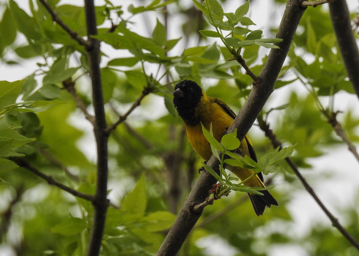 Hooded Siskin - ML643335341