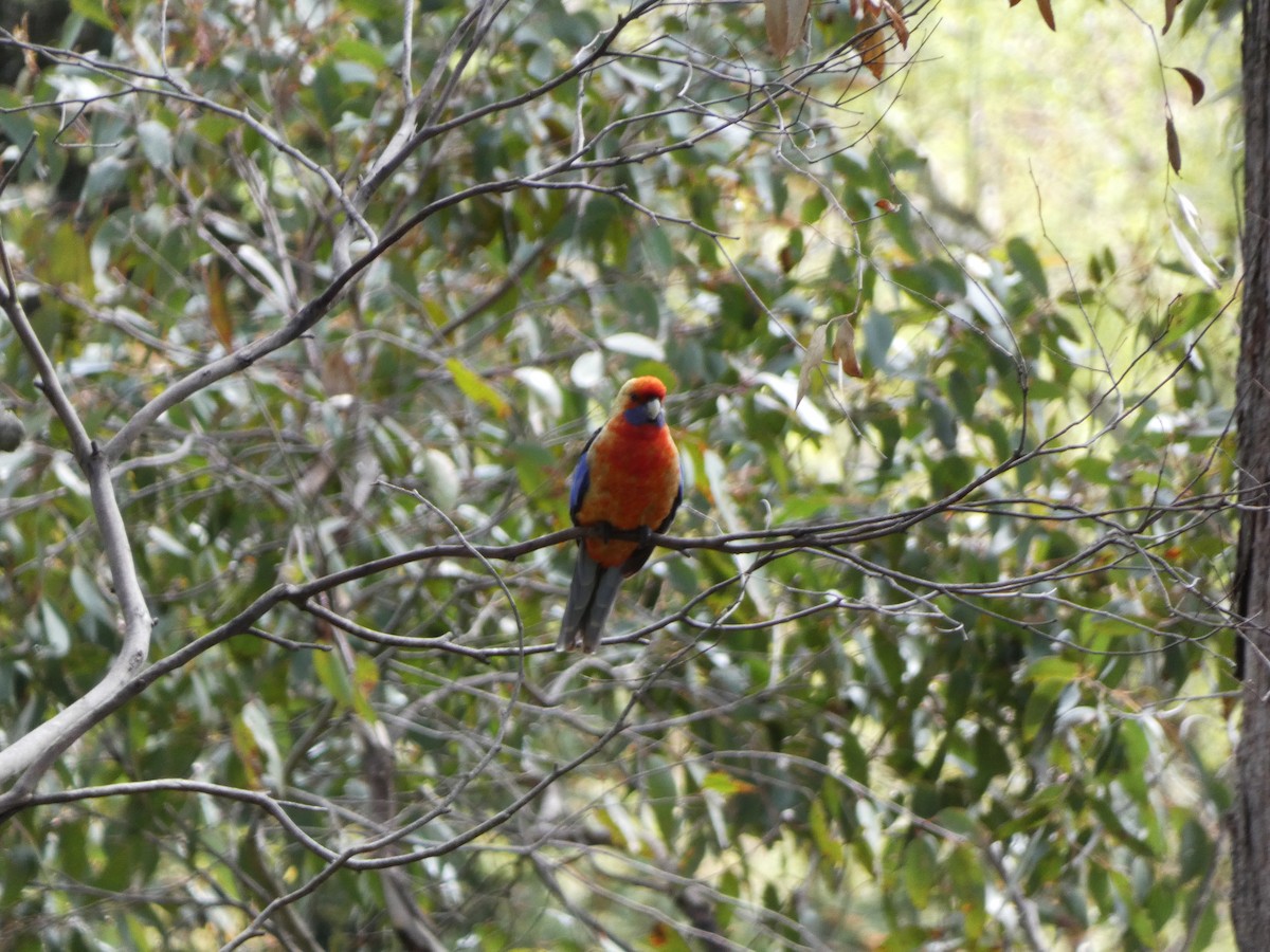 Crimson Rosella (Adelaide) - ML643335342