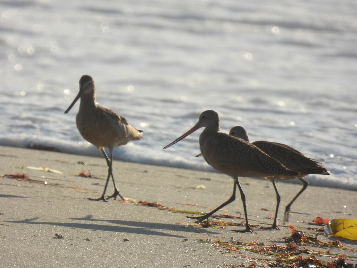 Marbled Godwit - ML643335344