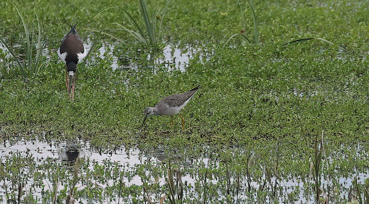 Lesser Yellowlegs - ML643335345