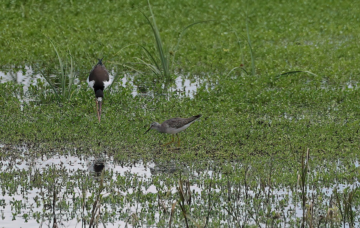 Lesser Yellowlegs - ML643335346