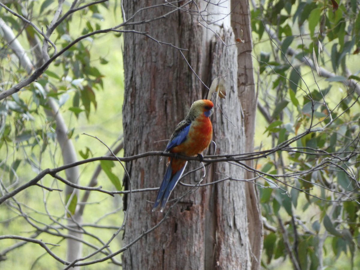 Crimson Rosella (Adelaide) - ML643335347
