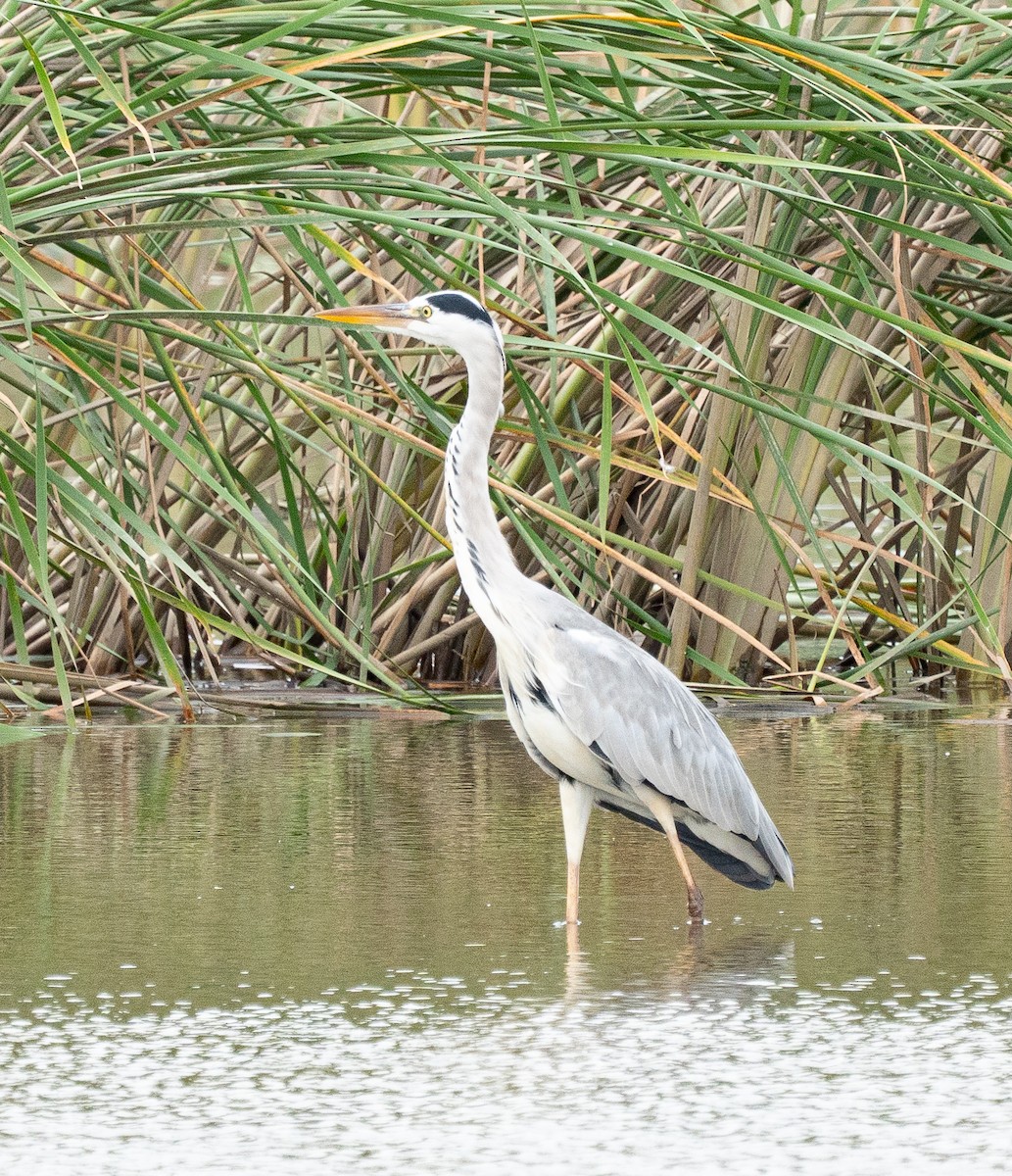 Gray Heron - ML643335348