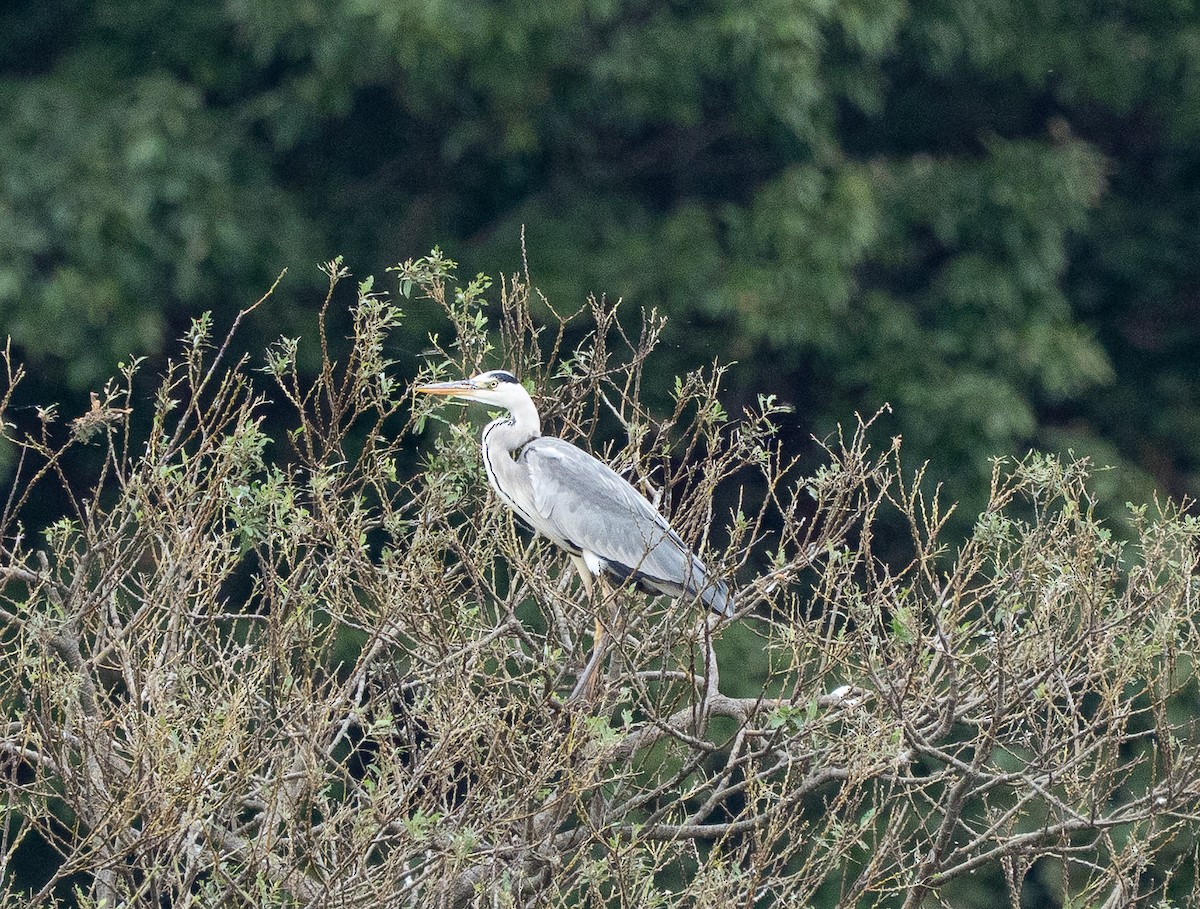 Gray Heron - ML643335349