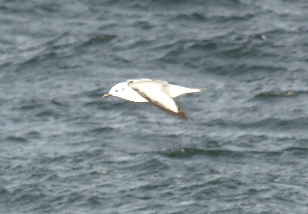 Black-legged Kittiwake - ML643335350