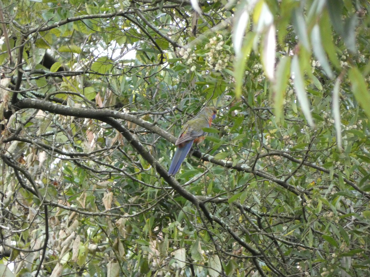 Crimson Rosella (Adelaide) - ML643335352