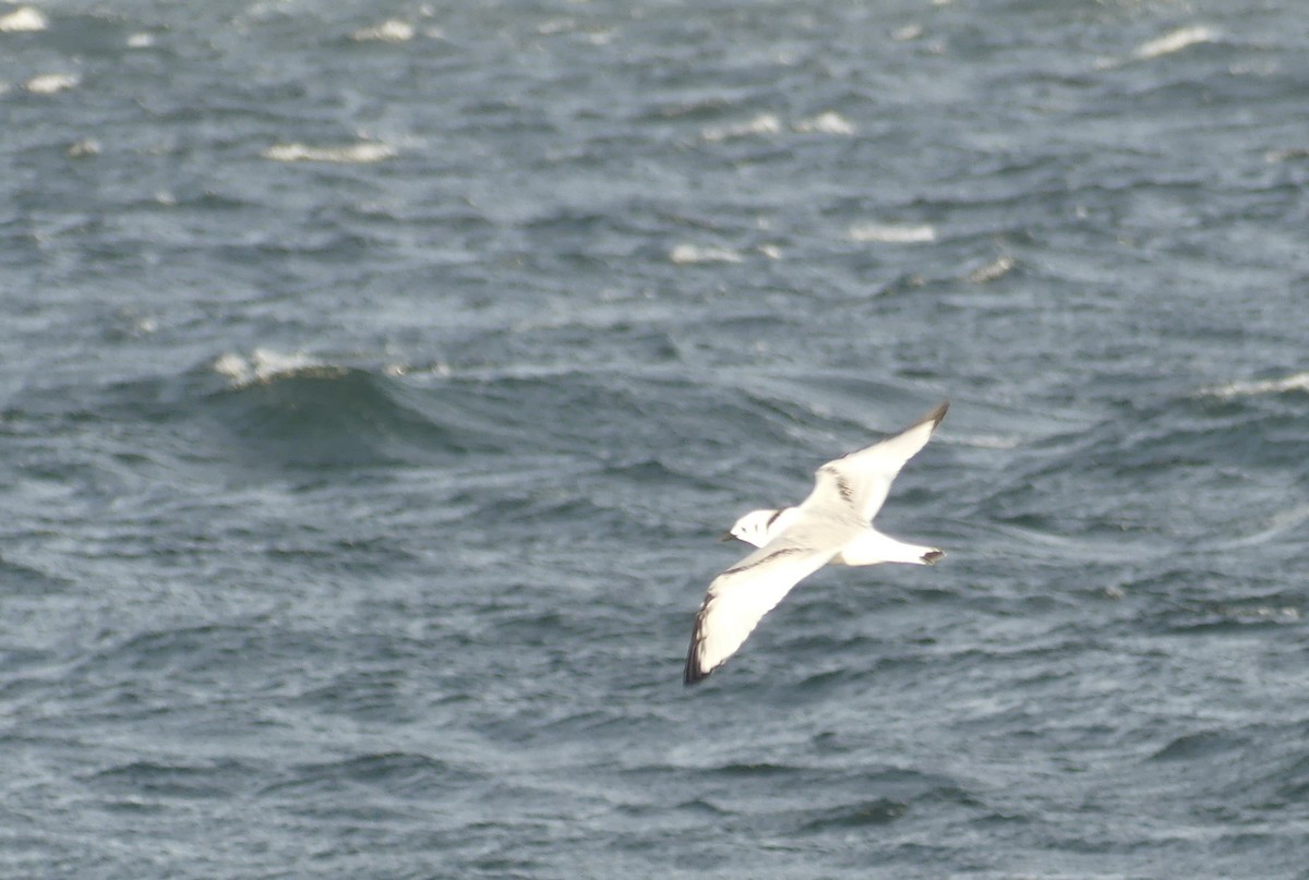 Black-legged Kittiwake - ML643335353